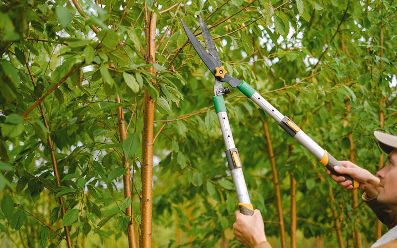 Tree trimming in Griggsville, IL